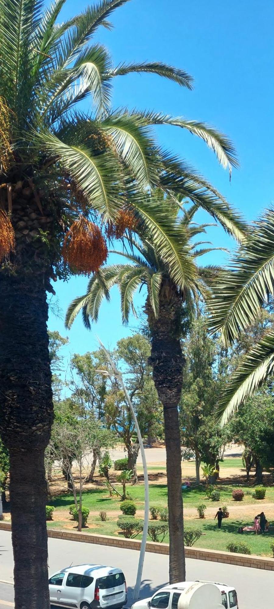 Stay Here, Nice Apartment With Garden View In Center, 1 Min Walk From Beach El Jadida Exteriör bild